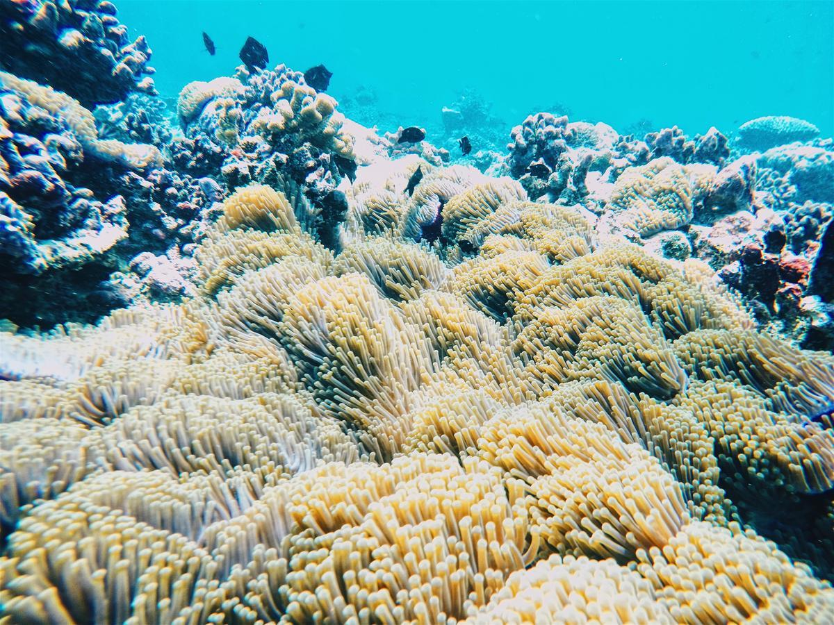 Smera Grand Maamigili Island Ngoại thất bức ảnh