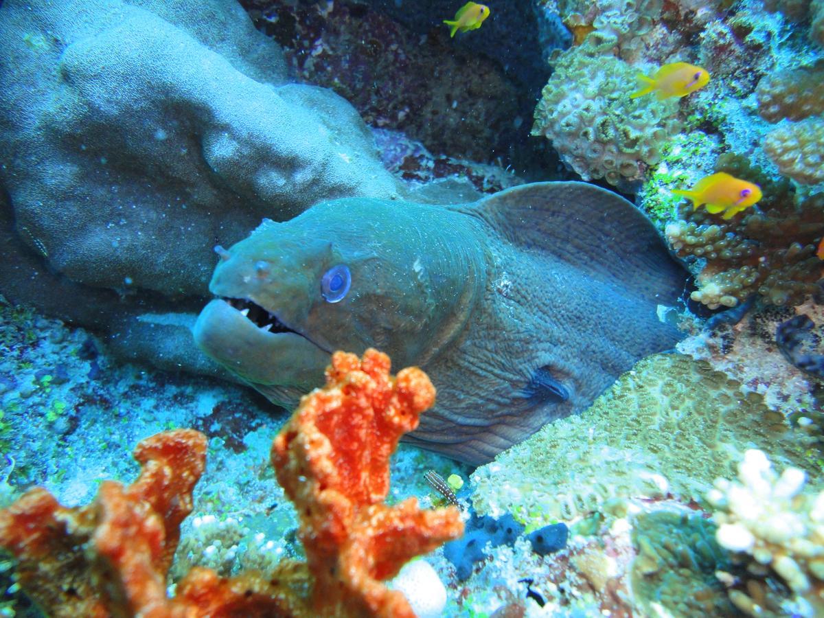 Smera Grand Maamigili Island Phòng bức ảnh