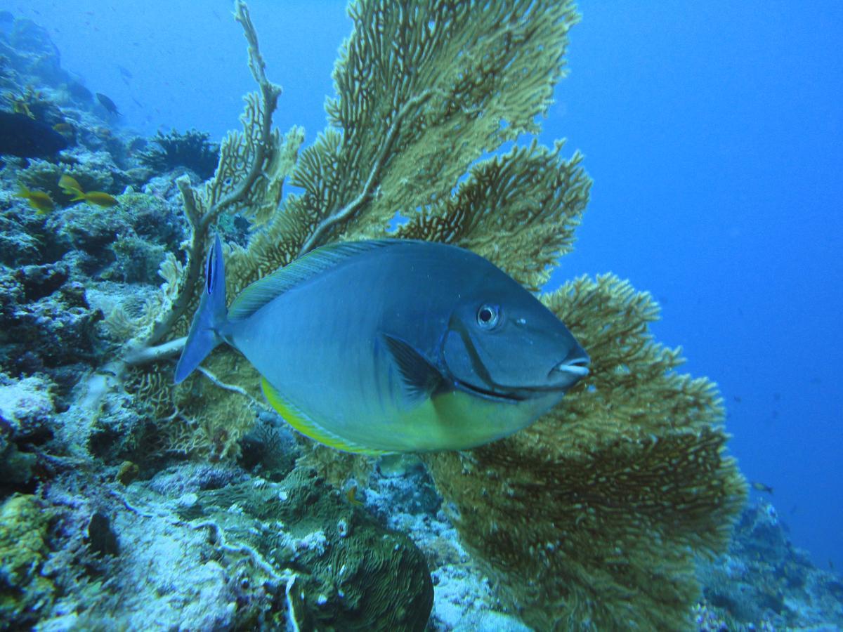 Smera Grand Maamigili Island Phòng bức ảnh